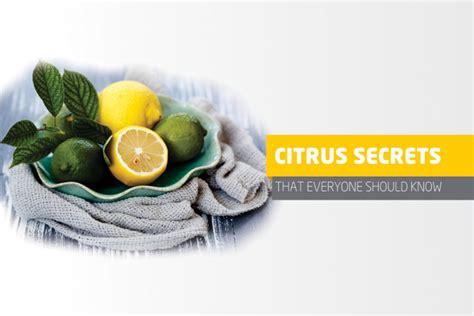 The Surprising Ways Citrus Can Improve Your Pet's Well-being